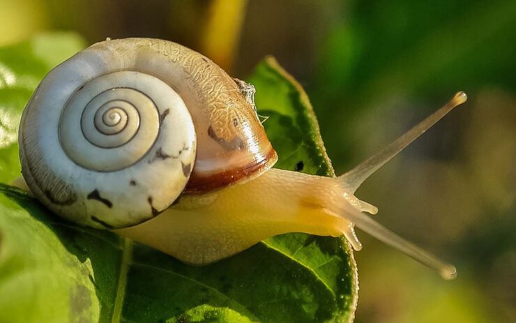 I benefici della bava di lumaca sui capelli